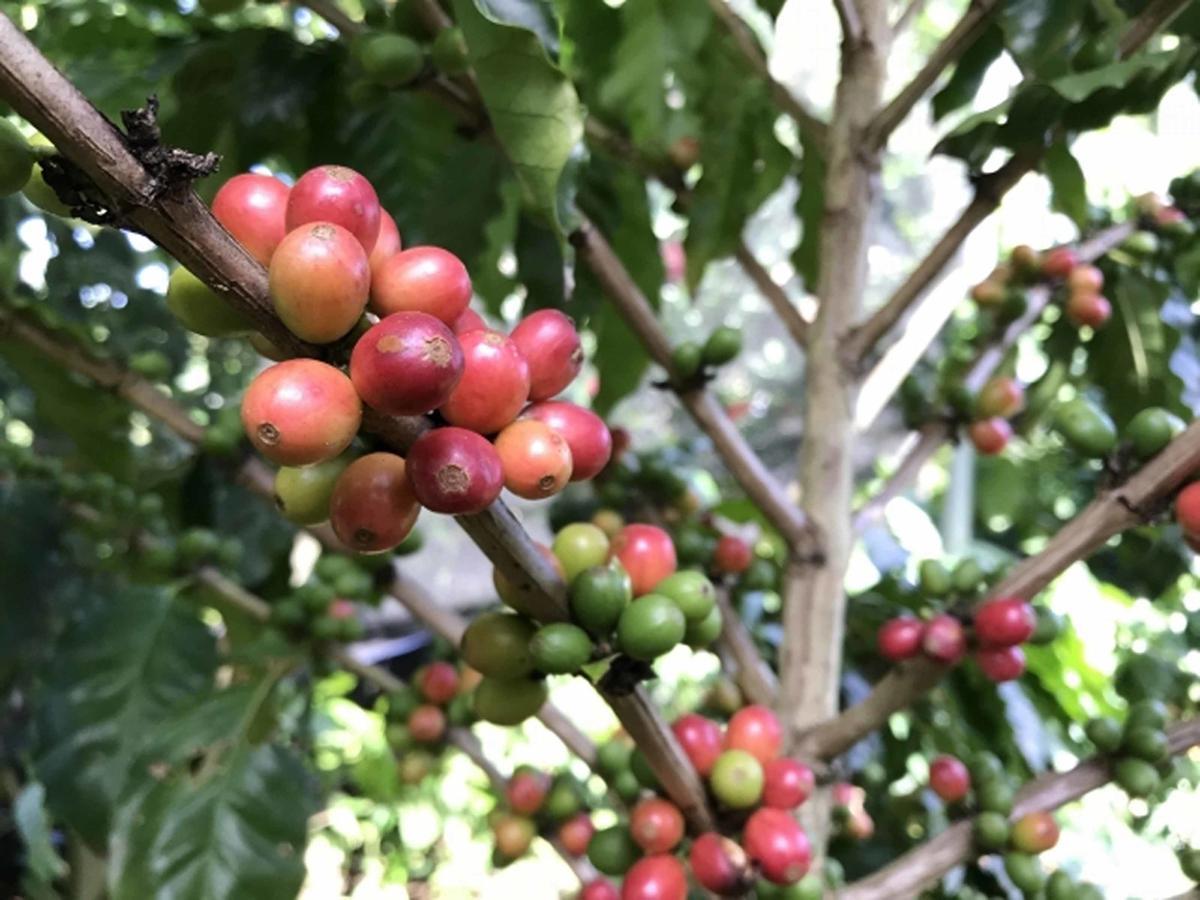 Matayoshi Coffee Farm Villa Higashi Exteriör bild