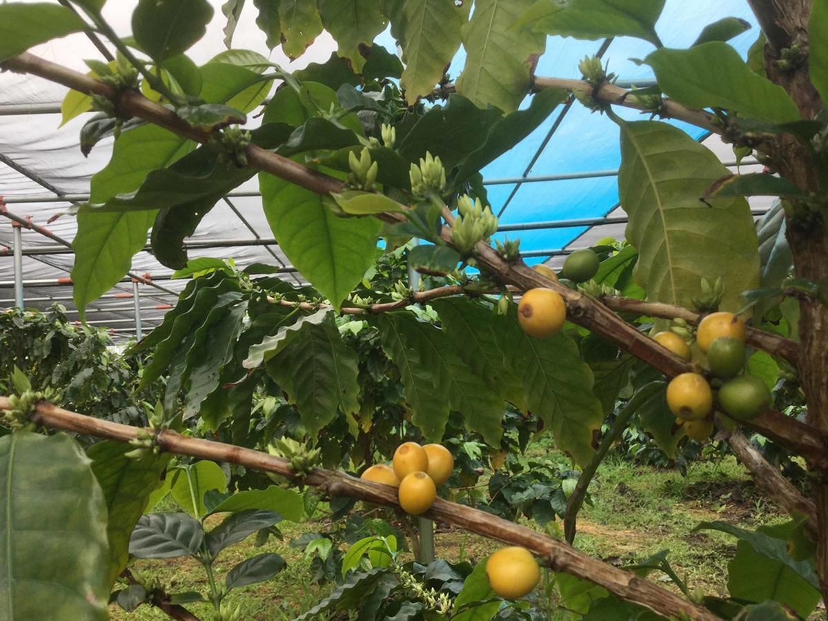 Matayoshi Coffee Farm Villa Higashi Exteriör bild